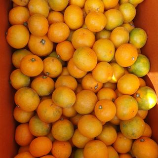 오영심님의 오늘 어떤 농작업하셨나요? · 참여글 작성글 사진