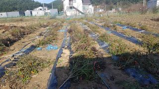 최춘득 청대산 님의 오늘 어떤 농작업하셨나요? · 참여글 작성글 사진