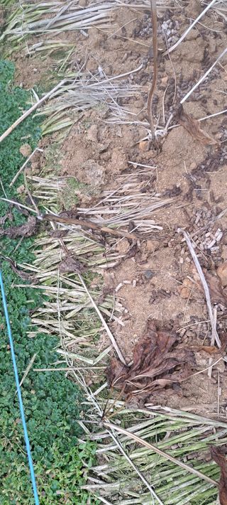 펠렛전문이부장님의 자유주제 · 자유게시판 작성글 사진