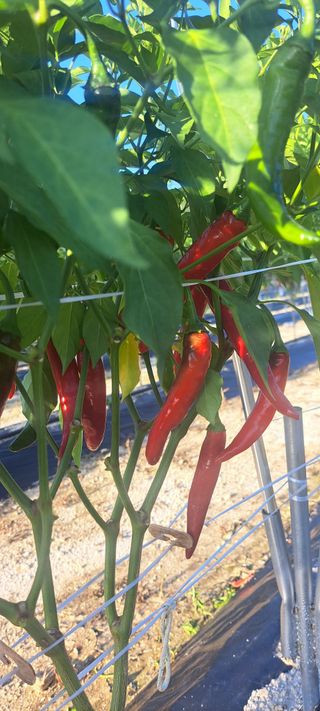 펠렛전문이부장님의 자유주제 · 자유게시판 작성글 사진