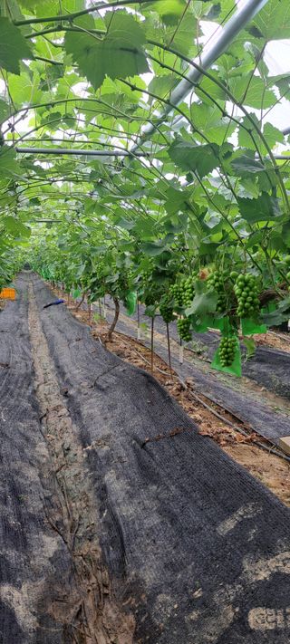 펠렛전문이부장님의 자유주제 · 자유게시판 작성글 사진