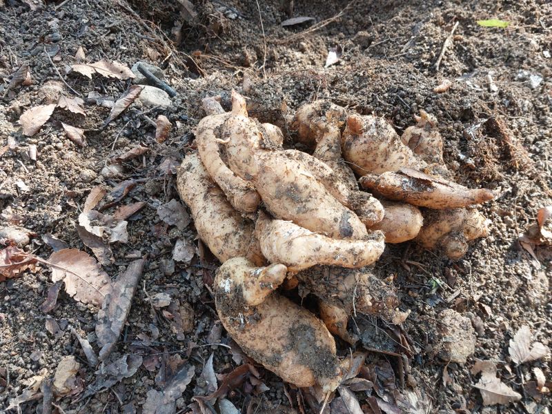 파머스팜X유성천마님의 장터 판매 상품 [(품절)2024 가을 생천마 1kg] 첨부 사진