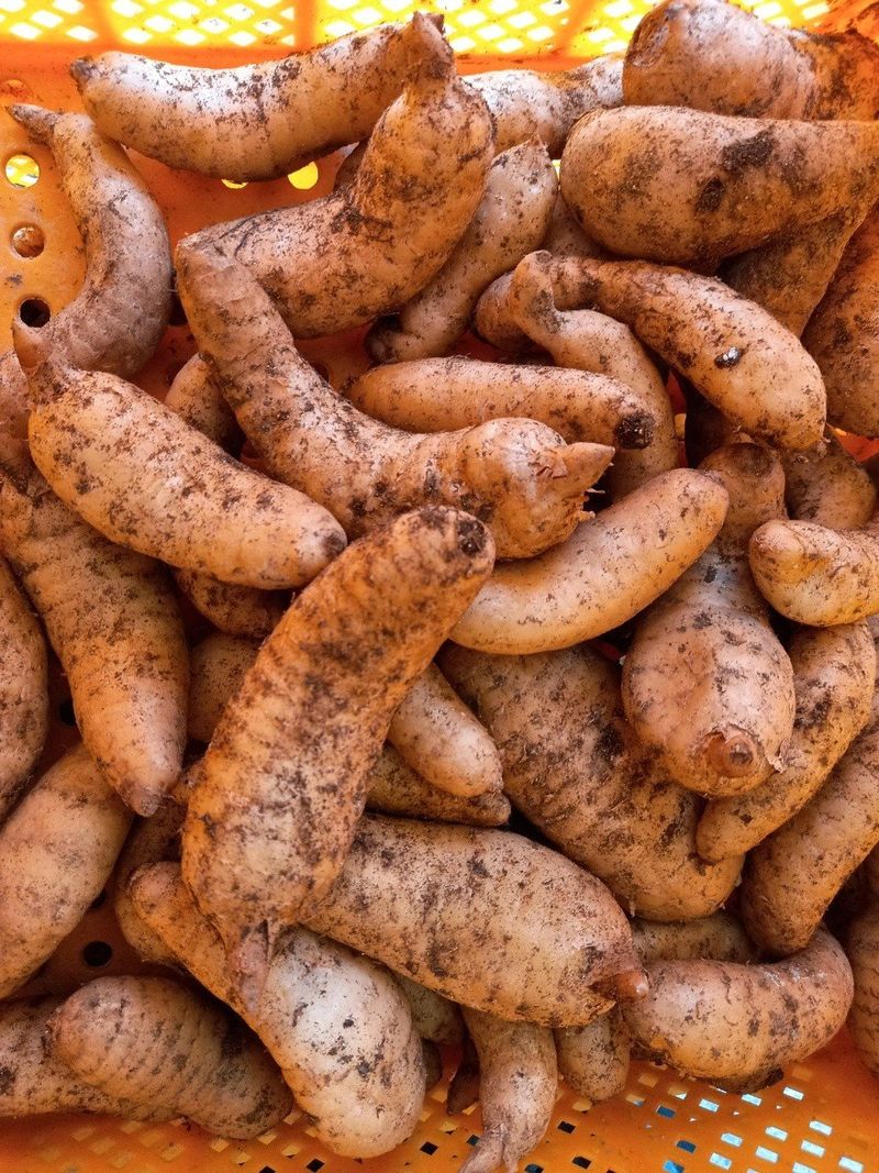 파머스팜X유성천마님의 장터 판매 상품 [(품절)2024 가을 생천마 1kg] 첨부 사진