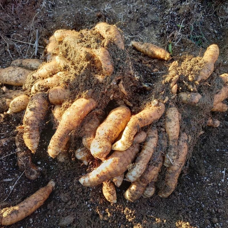 파머스팜X유성천마님의 장터 판매 상품 [(품절)2024 가을 생천마 1kg] 첨부 사진