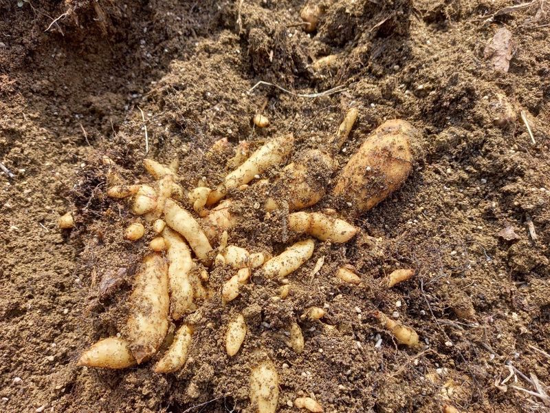 파머스팜X유성천마님의 장터 판매 상품 [(품절)2024 가을 생천마 1kg] 첨부 사진