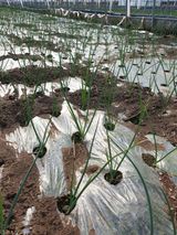 팜모닝 오늘 어떤 농작업하셨나요?·참여글 게시글 이미지