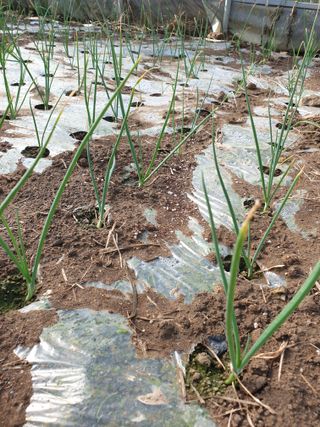 수박1번지님의 오늘 어떤 농작업하셨나요? · 참여글 작성글 사진