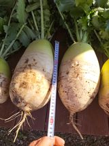 팜모닝 오늘 어떤 농작업하셨나요?·참여글 게시글 이미지