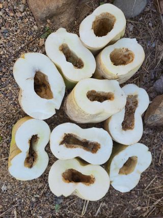 조규산님의 오늘 어떤 농작업하셨나요? · 참여글 작성글 사진