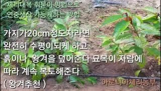 아로니아체리농부유튜님의 기타작물 · 자유게시판 작성글 사진