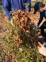 팜모닝 오늘 어떤 농작업하셨나요?·참여글 게시글 이미지