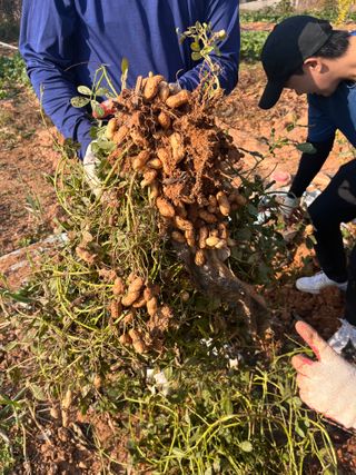 전남 해남 쥴리아님의 오늘 어떤 농작업하셨나요? · 참여글 작성글 사진
