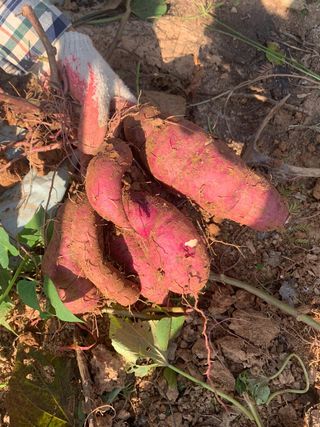 전남 해남 쥴리아님의 오늘 어떤 농작업하셨나요? · 참여글 작성글 사진