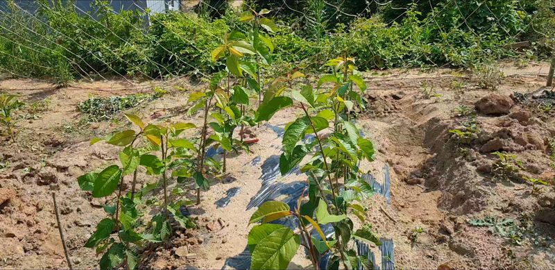 장터 상품 [체리묘목 생산및 판매] 썸네일