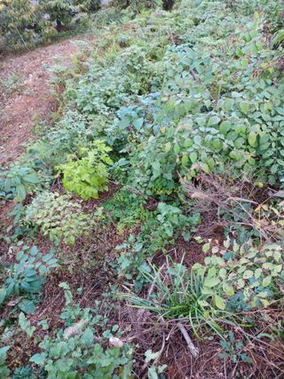 무료상담사 유근용님의 두릅 · 삽목•정식 작성글 사진