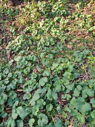 무료상담사 유근용님의 두릅 · 삽목•정식 작성글 사진