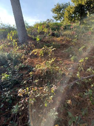 무료상담사 유근용님의 두릅 · 삽목•정식 작성글 사진