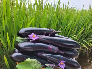 김승희님의 오늘 어떤 농작업하셨나요? · 참여글 작성글 사진