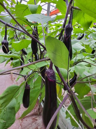 김승희님의 오늘 어떤 농작업하셨나요? · 참여글 작성글 사진