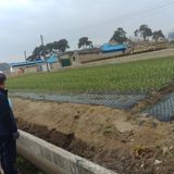 팜모닝 마늘·마늘 쪽 비대기 게시글 이미지