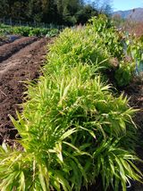 팜모닝 오늘 어떤 농작업하셨나요?·참여글 게시글 이미지