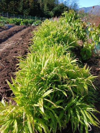 덕촌님의 오늘 어떤 농작업하셨나요? · 참여글 작성글 사진