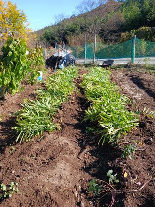 덕촌님의 오늘 어떤 농작업하셨나요? · 참여글 작성글 사진