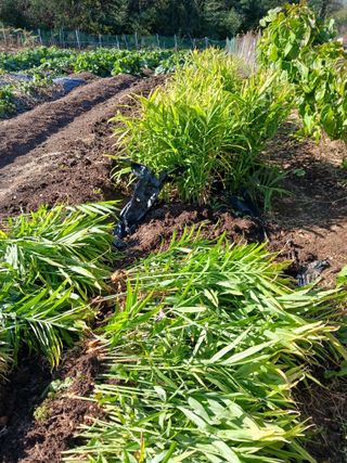 덕촌님의 오늘 어떤 농작업하셨나요? · 참여글 작성글 사진