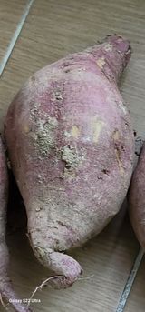 팜모닝 오늘 어떤 농작업하셨나요?·참여글 게시글 이미지