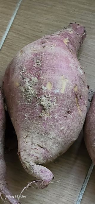 농업을꿈꾸다님의 오늘 어떤 농작업하셨나요? · 참여글 작성글 사진