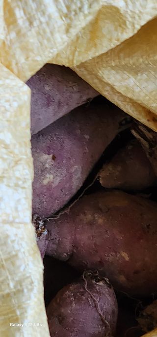 농업을꿈꾸다님의 오늘 어떤 농작업하셨나요? · 참여글 작성글 사진