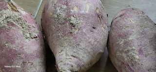 농업을꿈꾸다님의 오늘 어떤 농작업하셨나요? · 참여글 작성글 사진