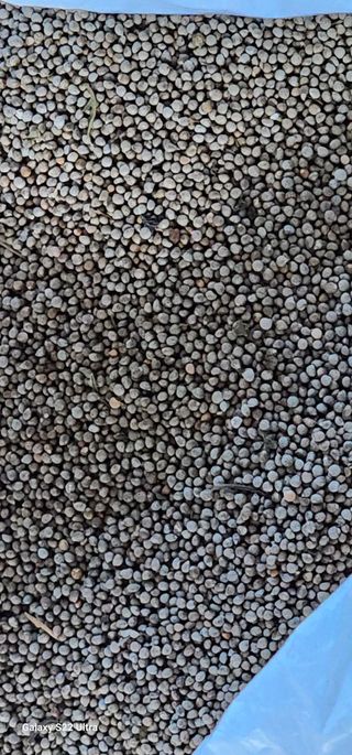 농업을꿈꾸다님의 오늘 어떤 농작업하셨나요? · 참여글 작성글 사진