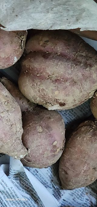 농업을꿈꾸다님의 오늘 어떤 농작업하셨나요? · 참여글 작성글 사진