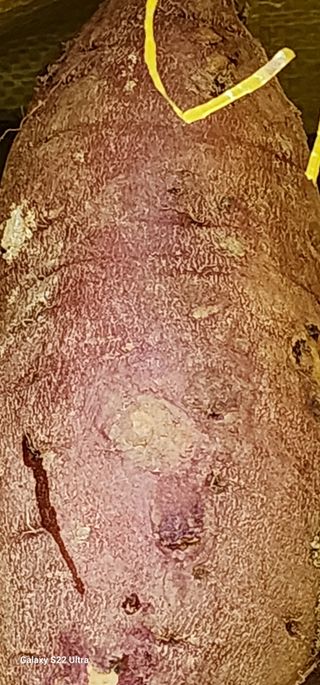 농업을꿈꾸다님의 오늘 어떤 농작업하셨나요? · 참여글 작성글 사진