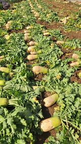 팜모닝 오늘 어떤 농작업하셨나요?·참여글 게시글 이미지