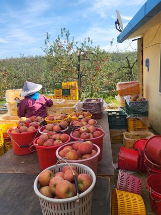 최승국님의 오늘 어떤 농작업하셨나요? · 참여글 작성글 사진