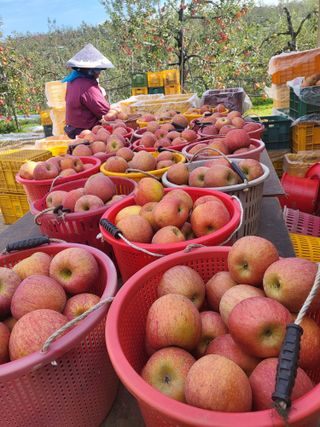 최승국님의 오늘 어떤 농작업하셨나요? · 참여글 작성글 사진