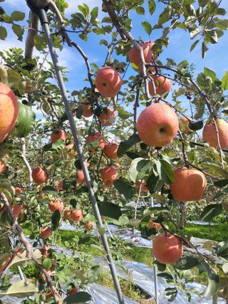최승국님의 오늘 어떤 농작업하셨나요? · 참여글 작성글 사진
