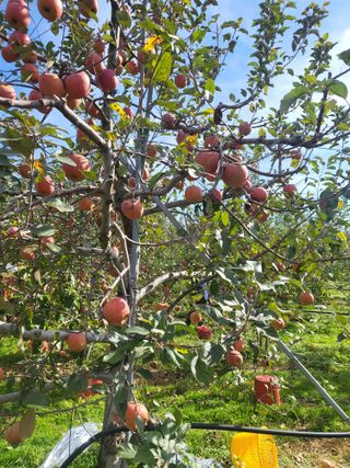 최승국님의 오늘 어떤 농작업하셨나요? · 참여글 작성글 사진