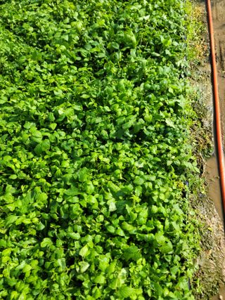 병풍취산채농원님의 작성글 사진