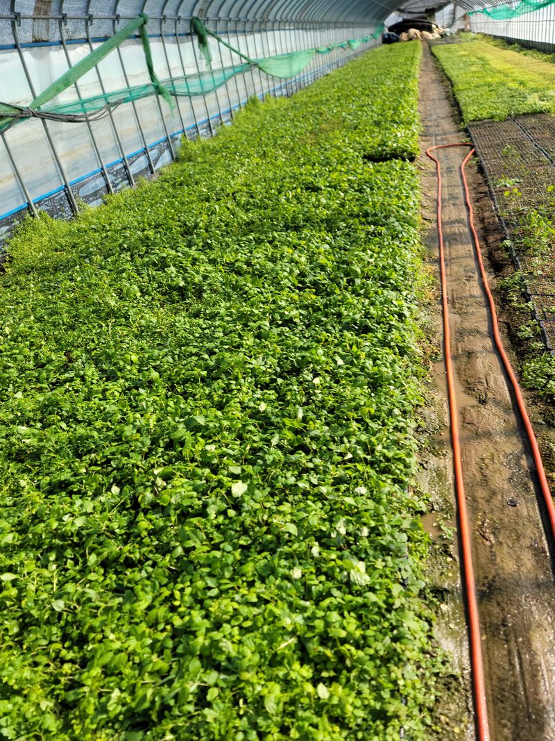 병풍취산채농원님의 장터 판매 상품 [눈개승마 곰취 취나물땅드릅 산마늘] 첨부 사진