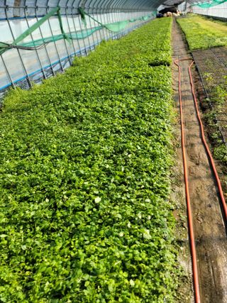 병풍취산채농원님의 작성글 사진