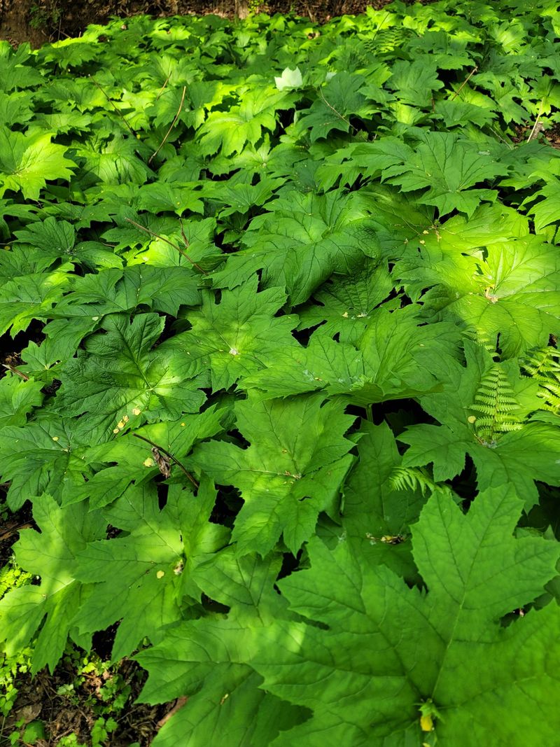 병풍취산채농원님의 장터 판매 상품 [눈개승마 곰취 취나물땅드릅 산마늘] 첨부 사진