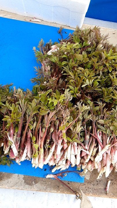 병풍취산채농원님의 장터 판매 상품 [눈개승마 곰취 취나물땅드릅 산마늘] 첨부 사진