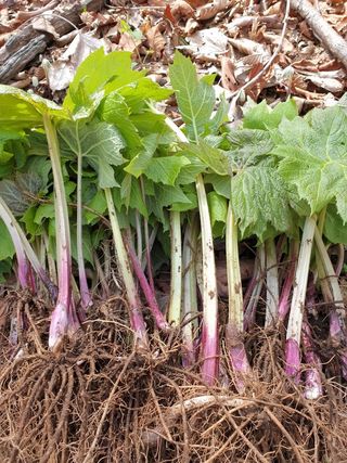 병풍취산채농원님의 작성글 사진