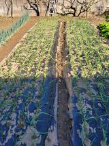 팜모닝 오늘 어떤 농작업하셨나요?·참여글 게시글 이미지