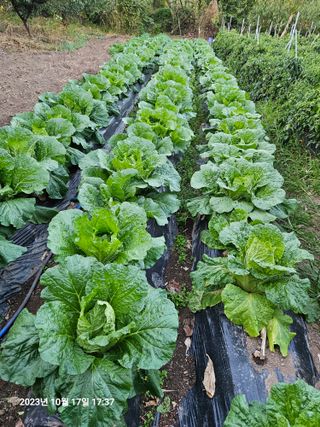 정병우님의 오늘 어떤 농작업하셨나요? · 참여글 작성글 사진