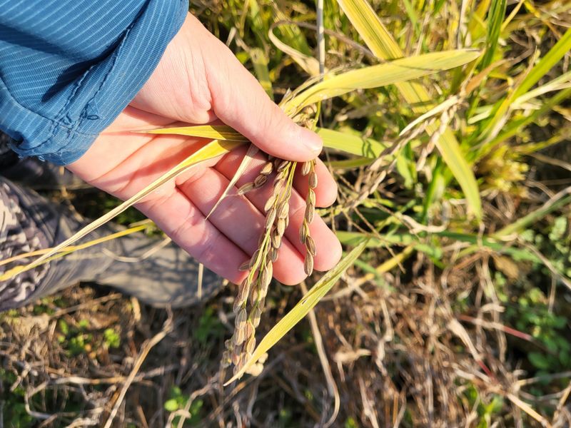 김영진(전남영광)님의 장터 판매 상품 [영광 으뜸신동진쌀 20kg] 첨부 사진