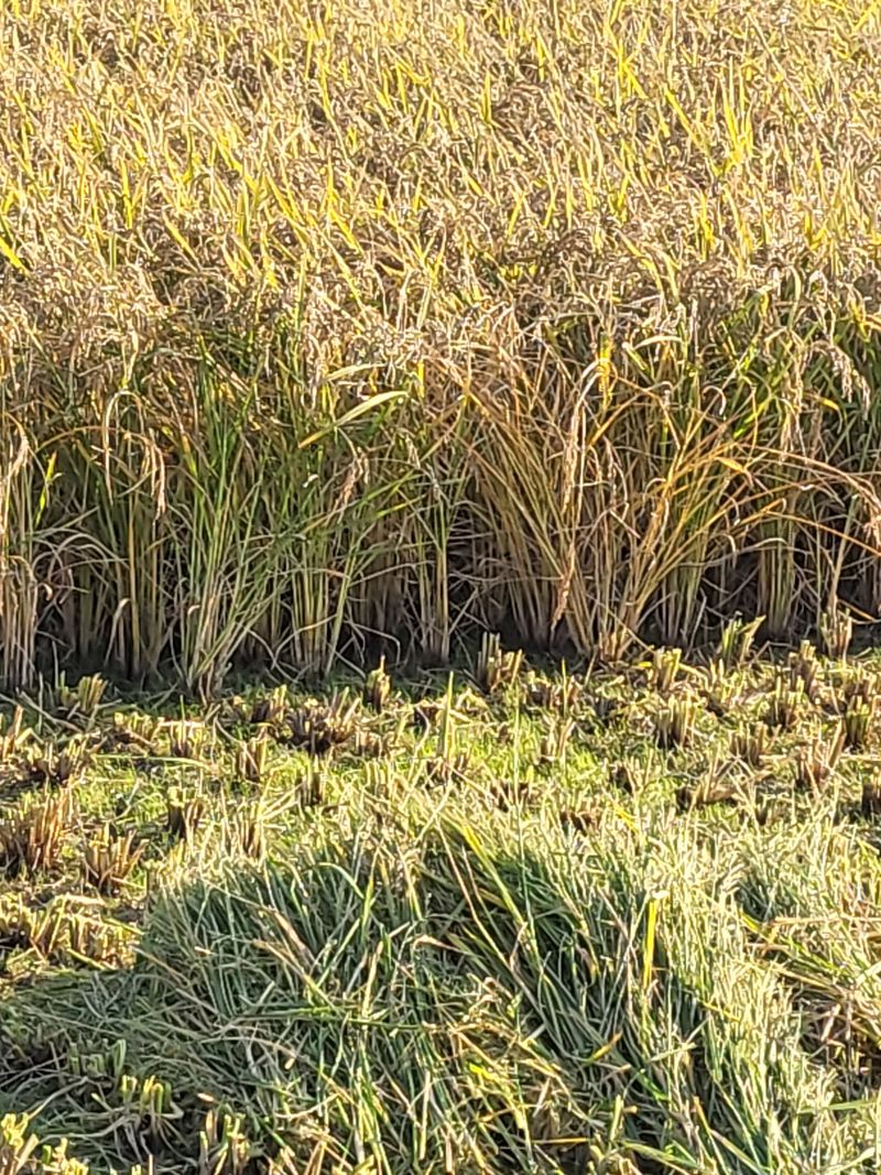 김영진(전남영광)님의 장터 판매 상품 [영광 으뜸신동진쌀 20kg] 첨부 사진